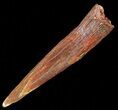 Pterosaur (Siroccopteryx) Tooth - Kem Kem Beds, Morocco #50525-1